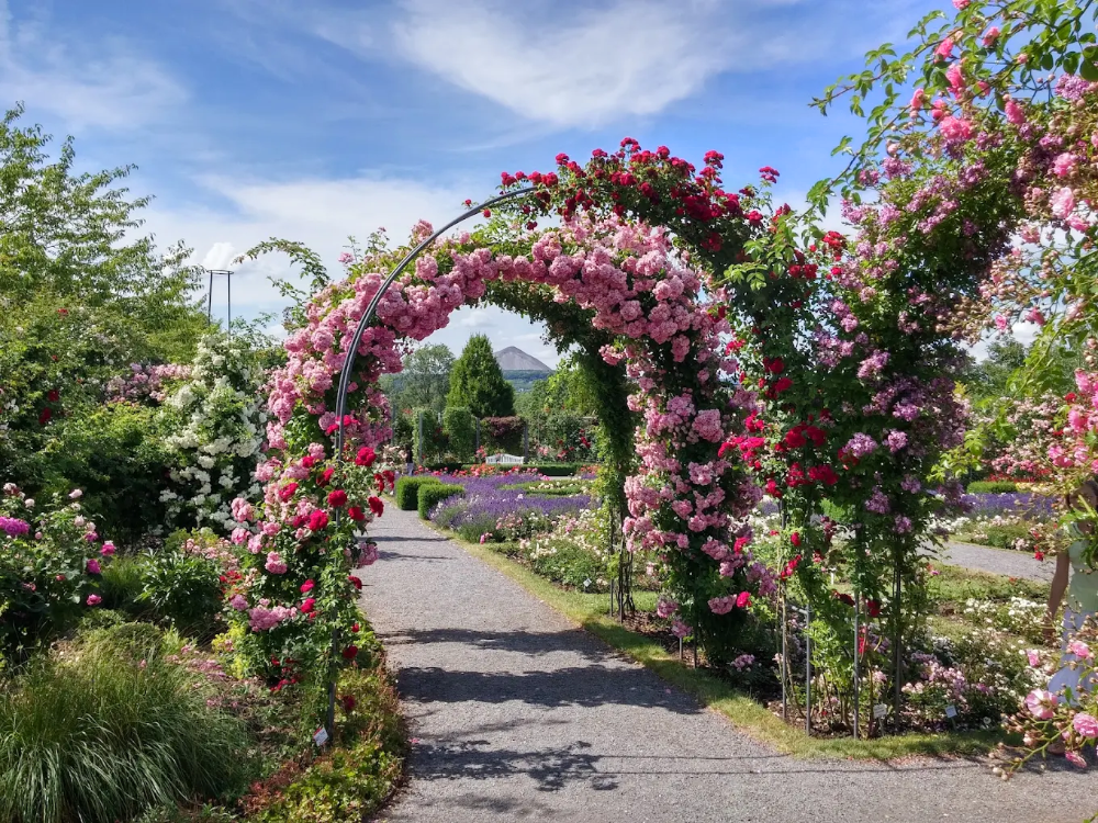 Europa Rosarium Sangerhausen: een kleurrijke dagtrip tijdens uw vakantie in de Harz